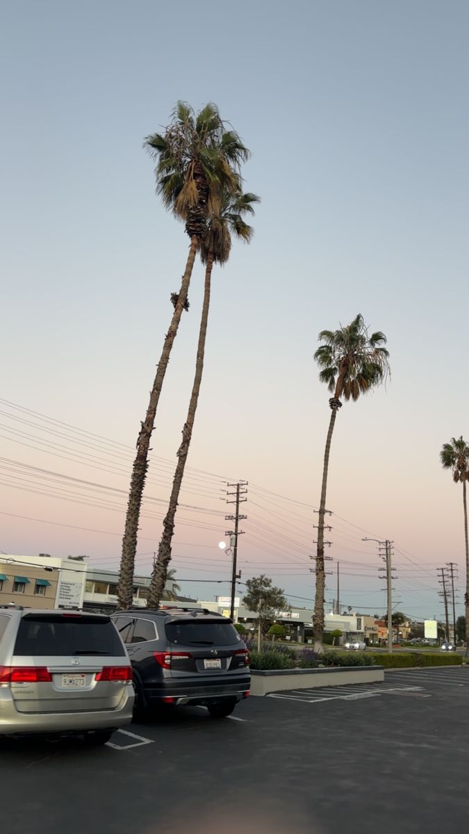 Palm trees at dusk in Torrance